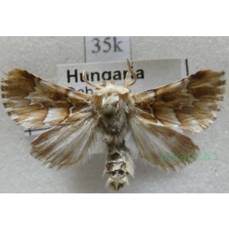 Oxicesta geographica (Fabricius, 1787) Hungaria35k